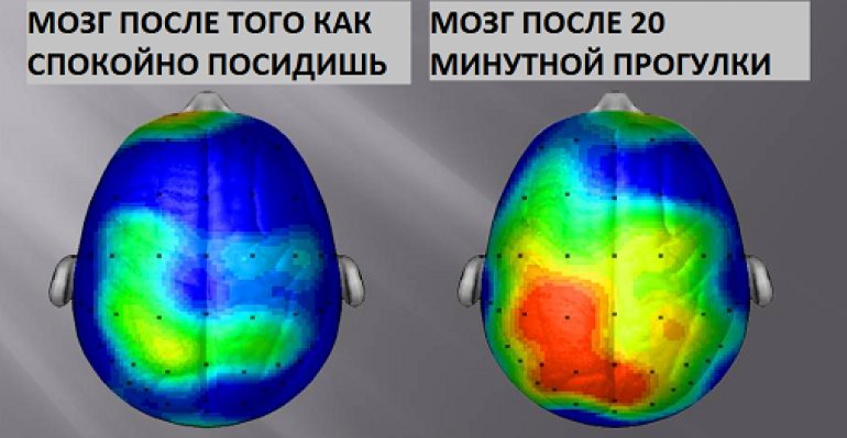 Brains compare